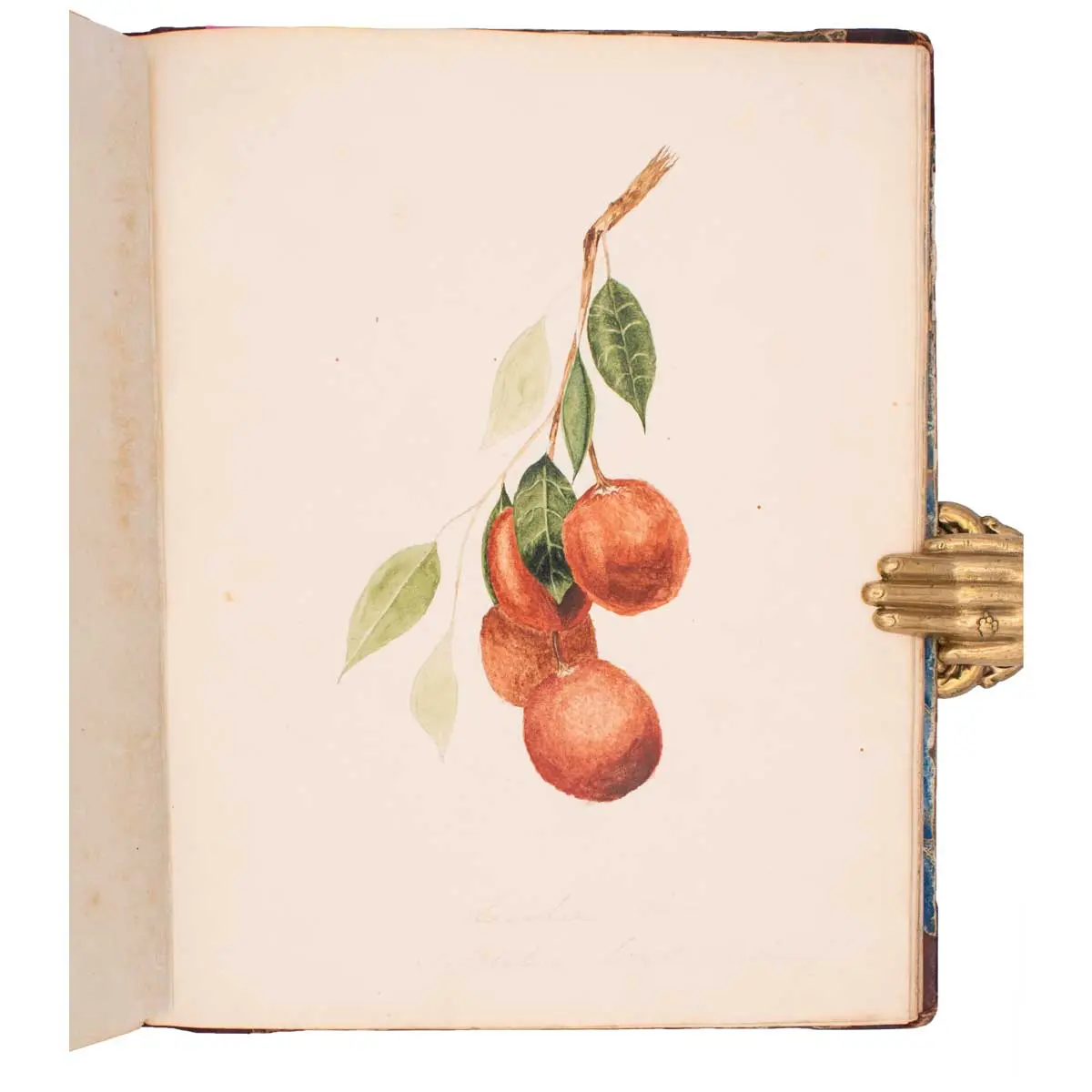 Illustrated Manuscript Notebook of J. Longden, Surgeon on East Indiaman Protector, 1837-8 (2)