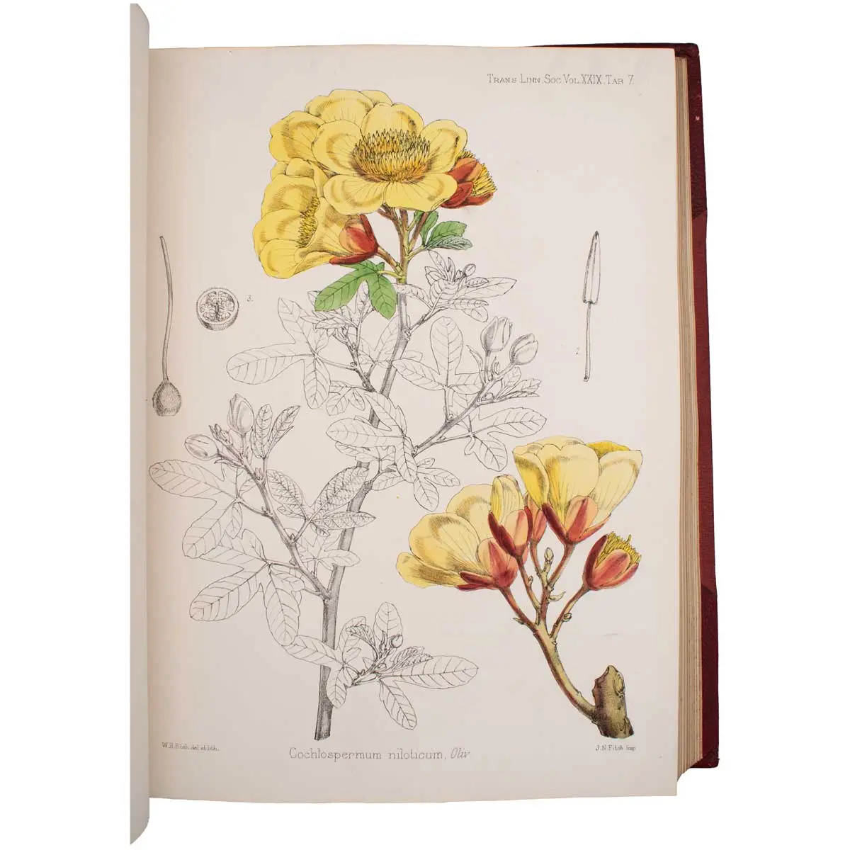 Botany of the Speke and Grant Expedition. An Enumeration of the Plants Collected during the Journey of the Late Captain J.H. Speke and Captain (Now Lieut-Col.) J.A. Grant from Zanzibar to Egypt (4)