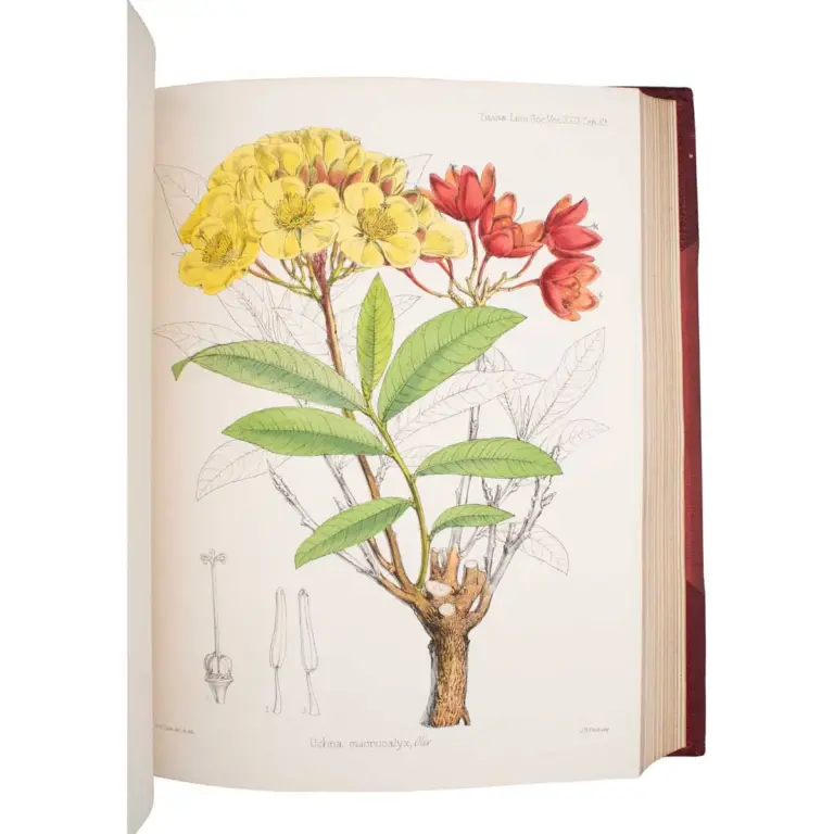 Botany of the Speke and Grant Expedition. An Enumeration of the Plants Collected during the Journey of the Late Captain J.H. Speke and Captain (Now Lieut-Col.) J.A. Grant from Zanzibar to Egypt.