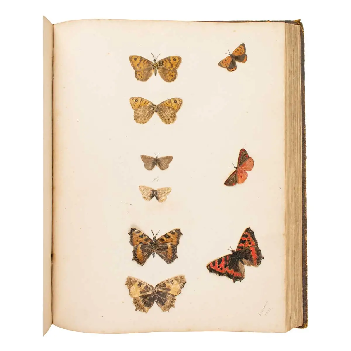Important Collection of Original Nature Printed Drawings of Indian Butterflies & Moths (5)