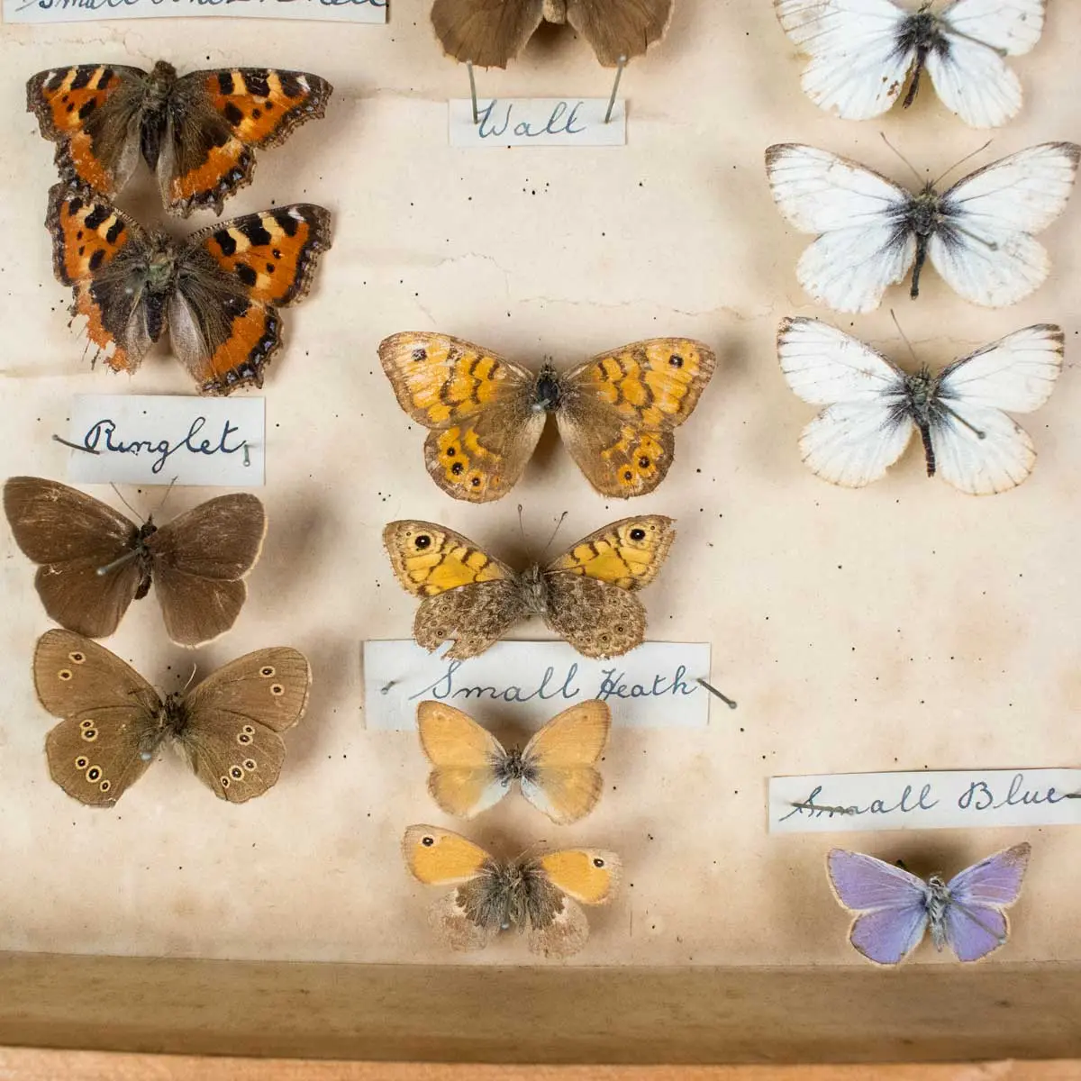 Important Collection of Original Nature Printed Drawings of Indian Butterflies & Moths (10)