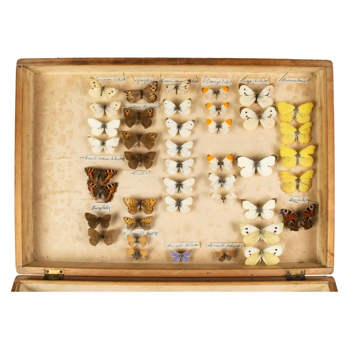 Important Collection of Original Nature Printed Drawings of Indian Butterflies & Moths (11)