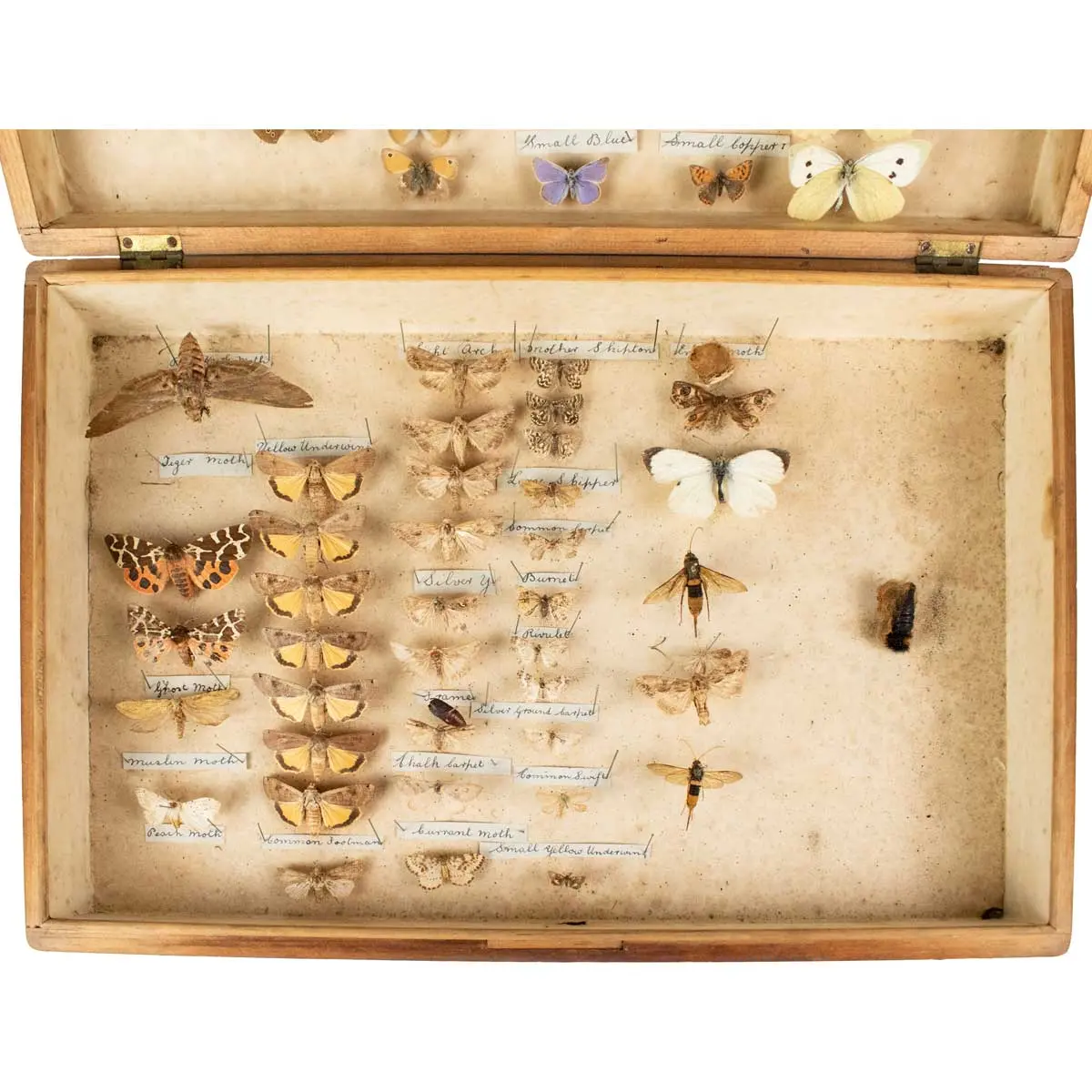 Important Collection of Original Nature Printed Drawings of Indian Butterflies & Moths (12)