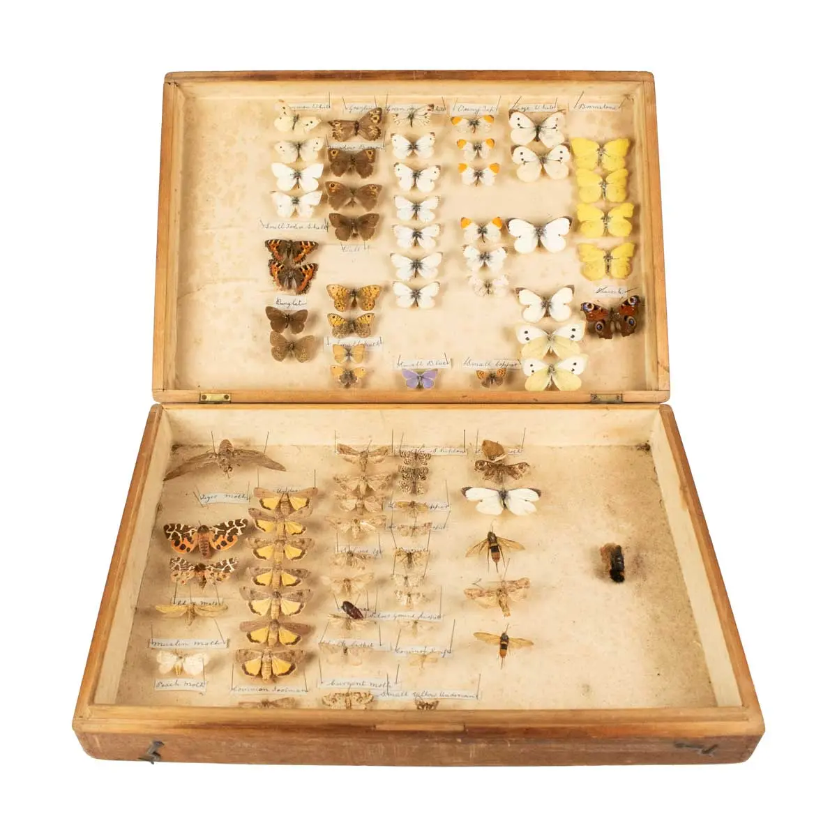 Important Collection of Original Nature Printed Drawings of Indian Butterflies & Moths (13)