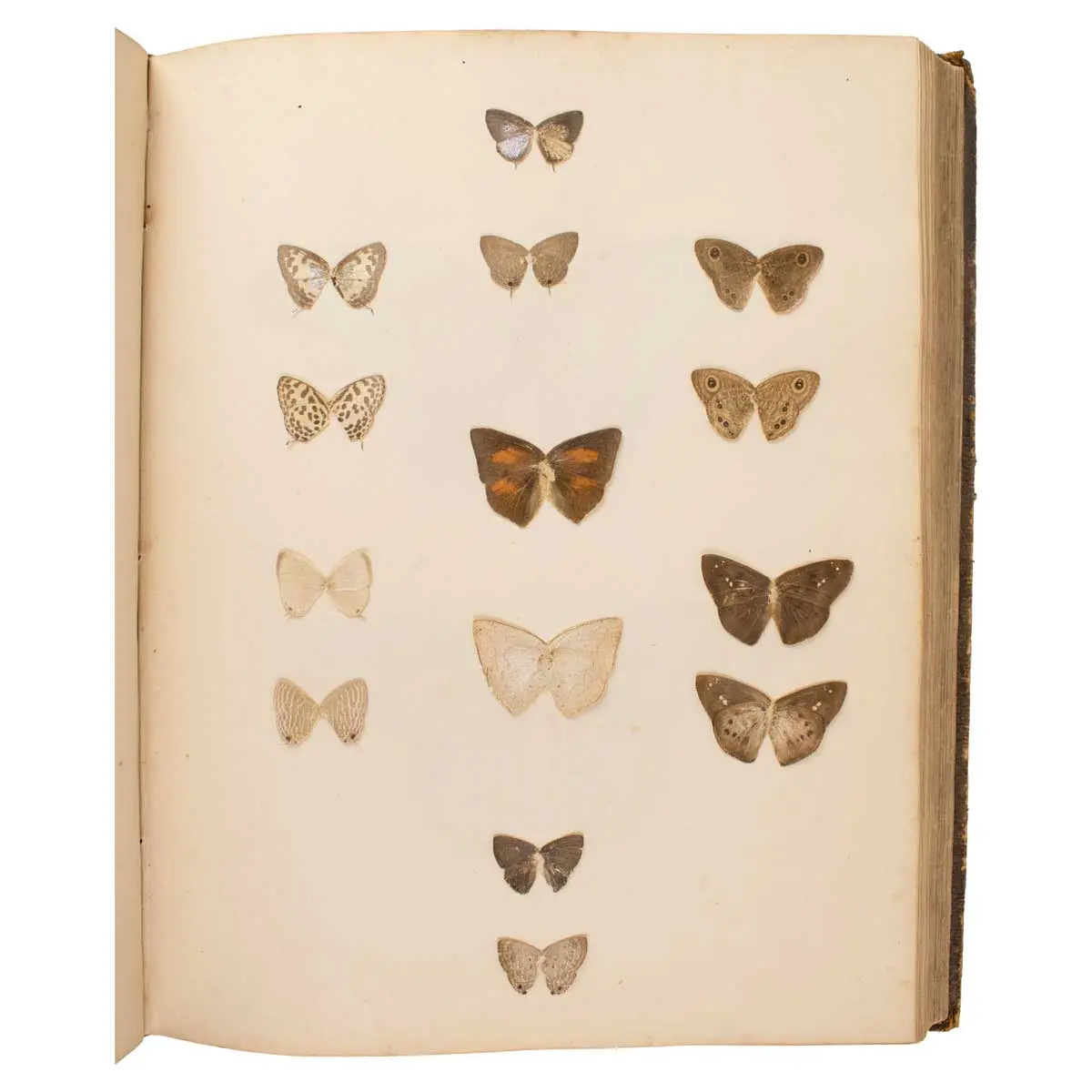 Important Collection of Original Nature Printed Drawings of Indian Butterflies & Moths (6)