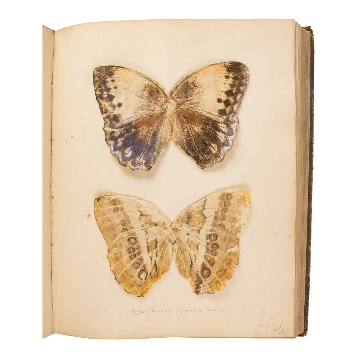 Important Collection of Original Nature Printed Drawings of Indian Butterflies & Moths (4)