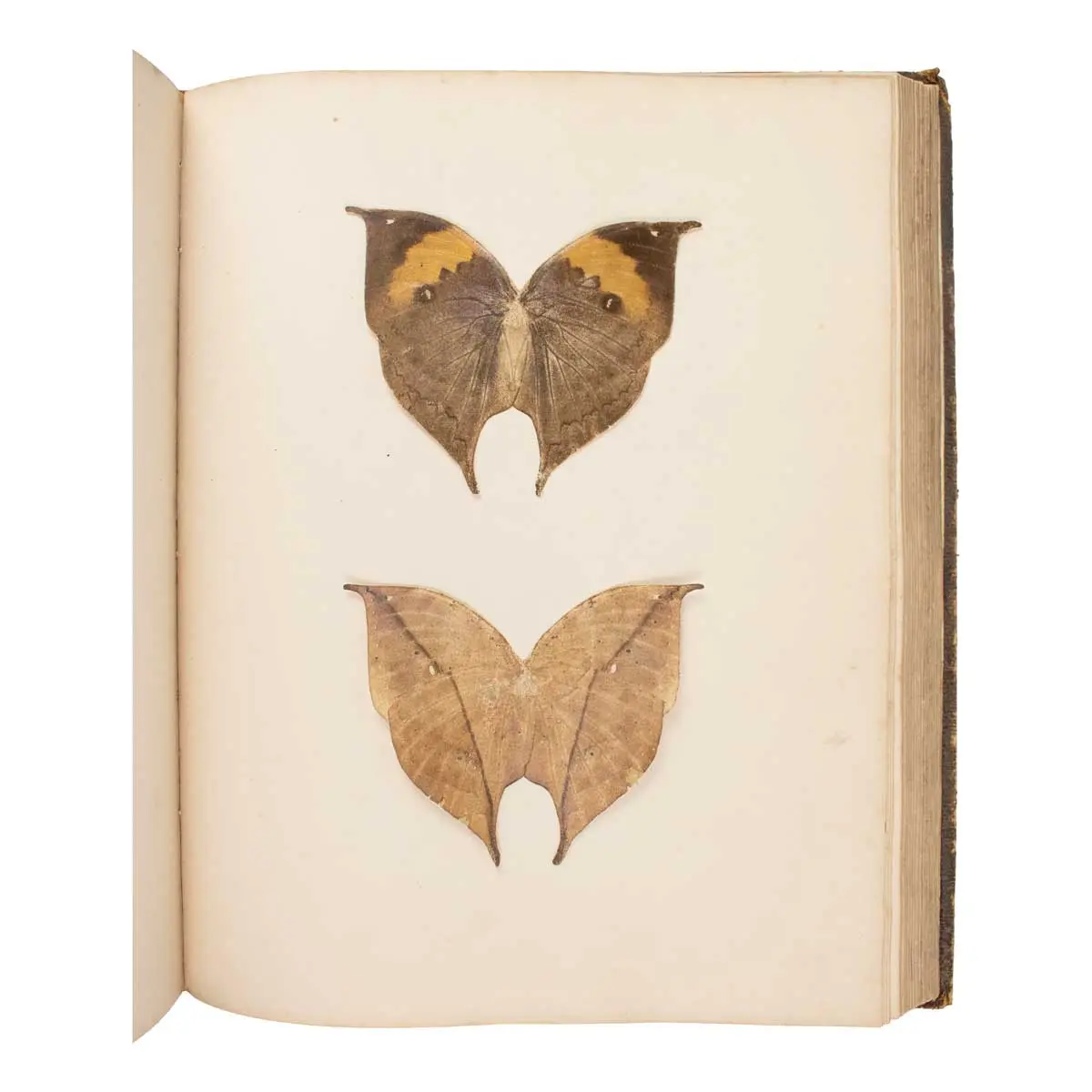 Important Collection of Original Nature Printed Drawings of Indian Butterflies & Moths (3)
