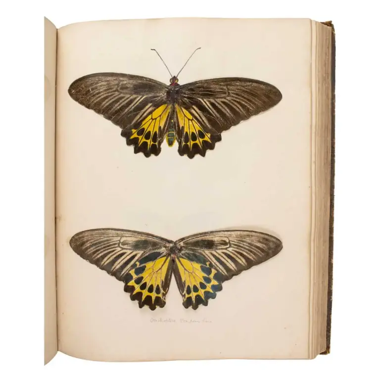 Important Collection of Original Nature Printed Drawings of Indian Butterflies & Moths.
