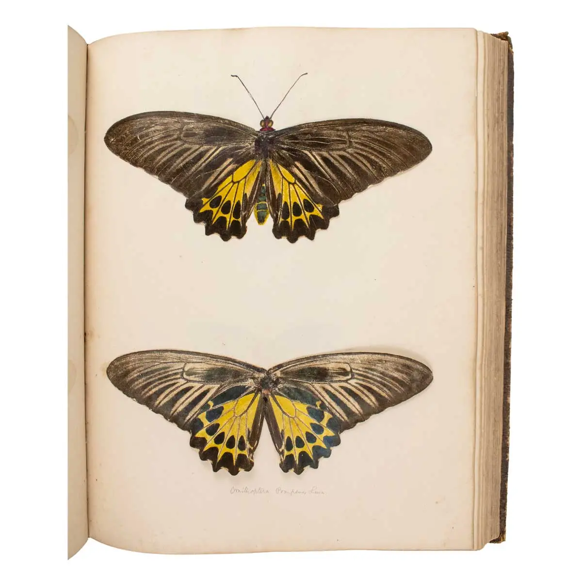 Important Collection of Original Nature Printed Drawings of Indian Butterflies & Moths.