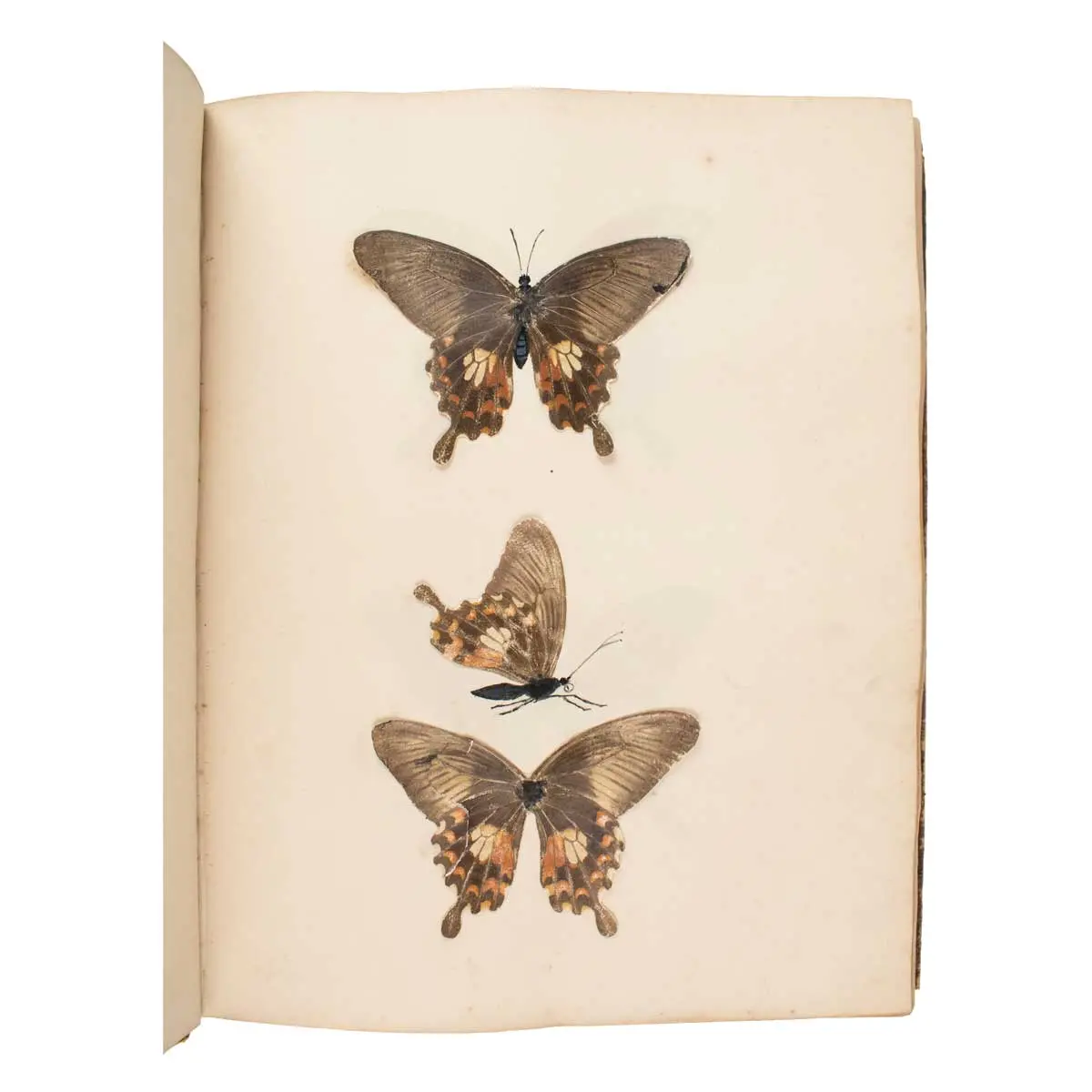 Important Collection of Original Nature Printed Drawings of Indian Butterflies & Moths (2)