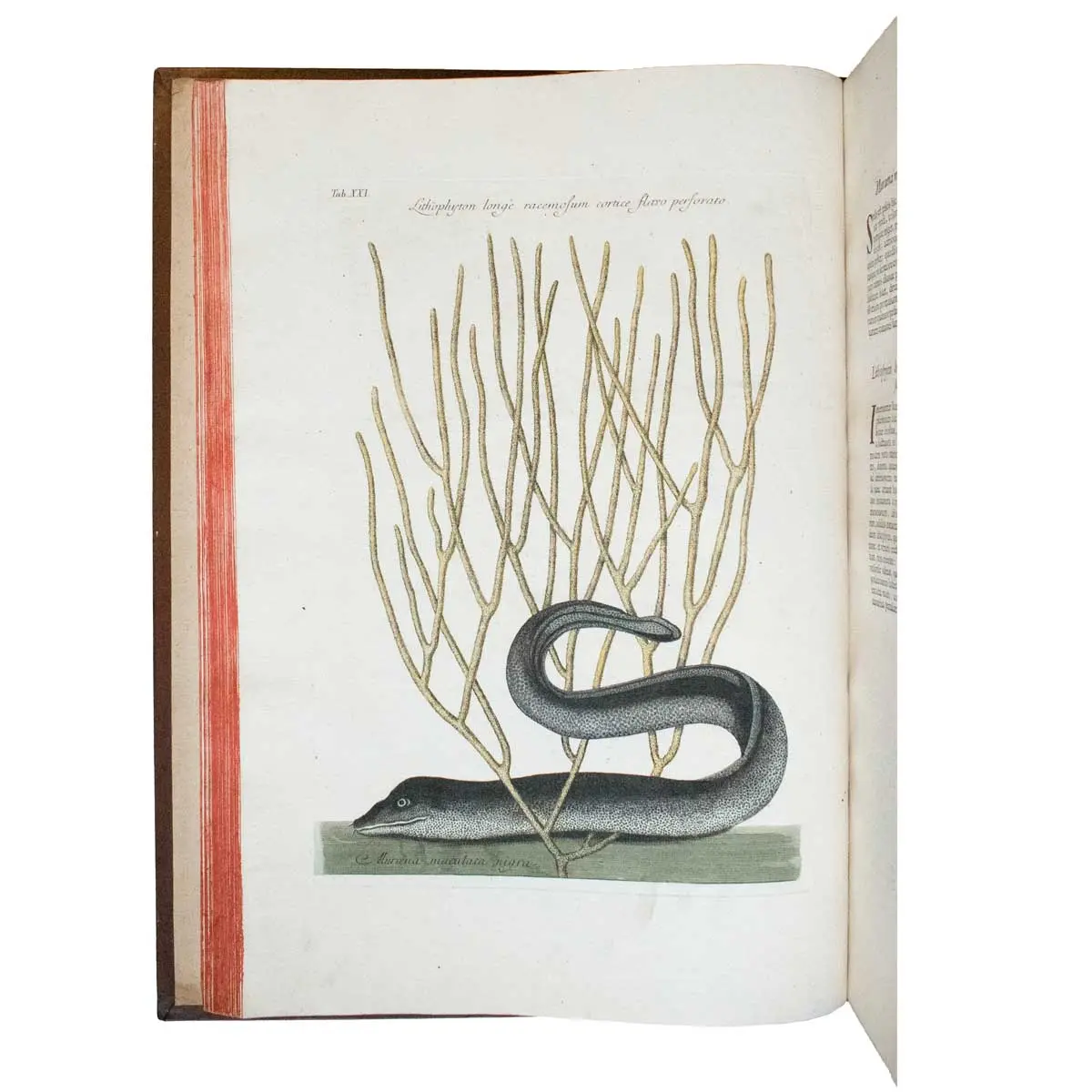 Piscium Serpentum Insectorum aliorumque nonnullorum animalium nec non plantarum quarundam imagines quas Marcus Catesby in posteriore parte splendidi illius operis quo Carolinae Floridae et (8)