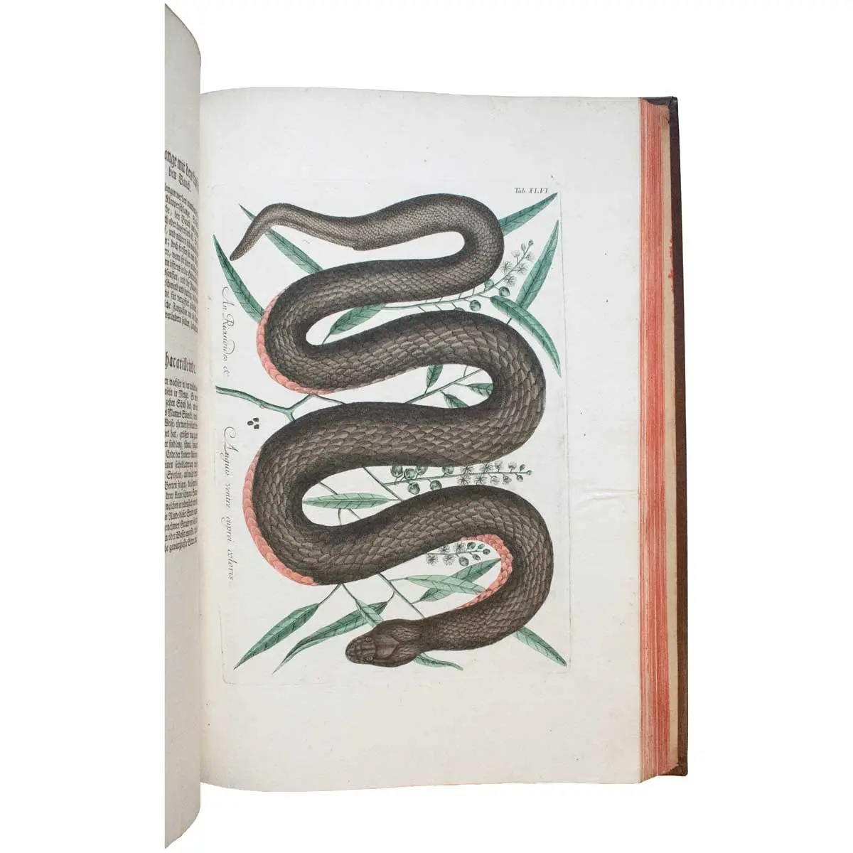Piscium Serpentum Insectorum aliorumque nonnullorum animalium nec non plantarum quarundam imagines quas Marcus Catesby in posteriore parte splendidi illius operis quo Carolinae Floridae et (7)