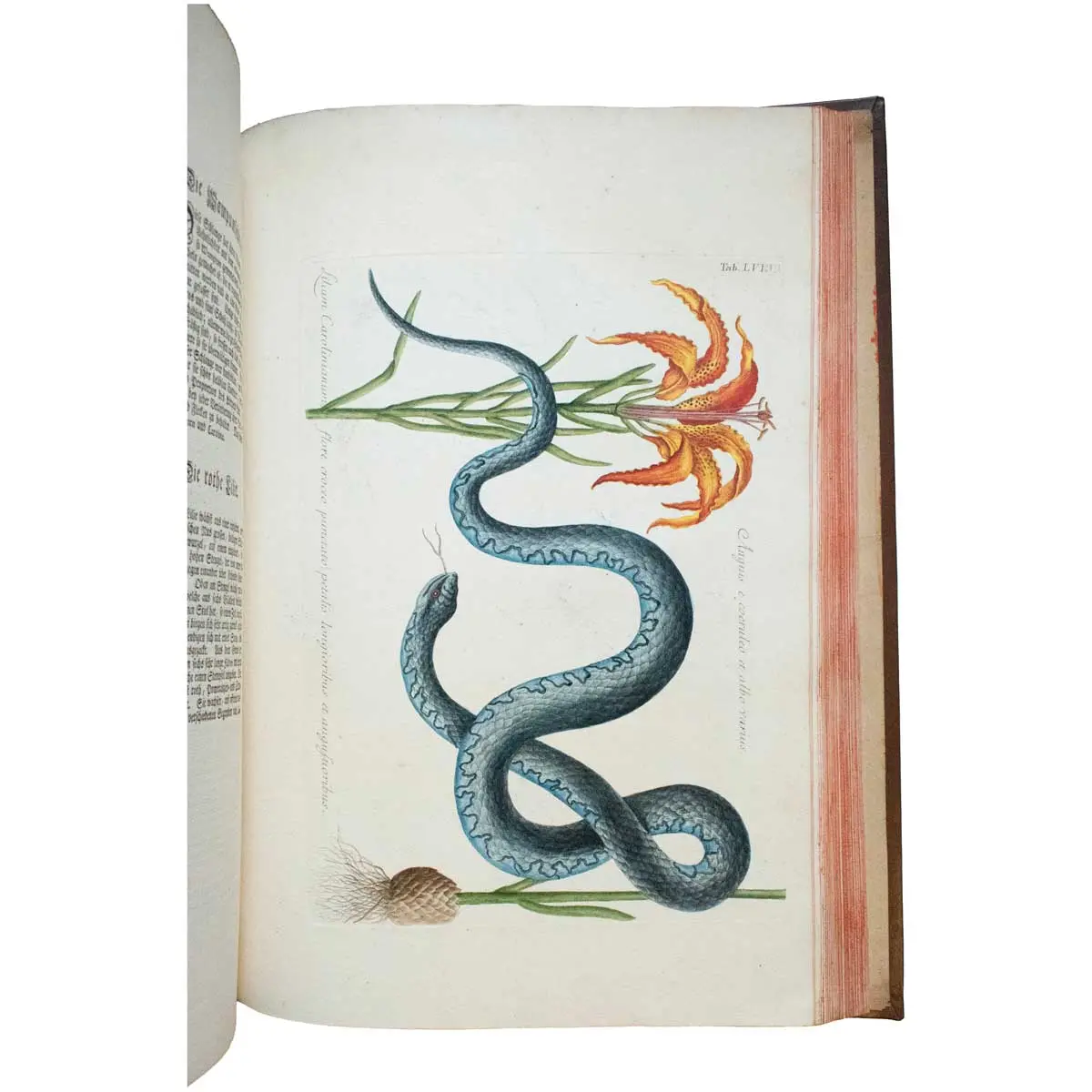 Piscium Serpentum Insectorum aliorumque nonnullorum animalium nec non plantarum quarundam imagines quas Marcus Catesby in posteriore parte splendidi illius operis quo Carolinae Floridae et (6)
