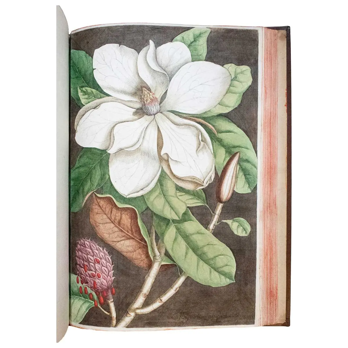 Piscium Serpentum Insectorum aliorumque nonnullorum animalium nec non plantarum quarundam imagines quas Marcus Catesby in posteriore parte splendidi illius operis quo Carolinae Floridae et
