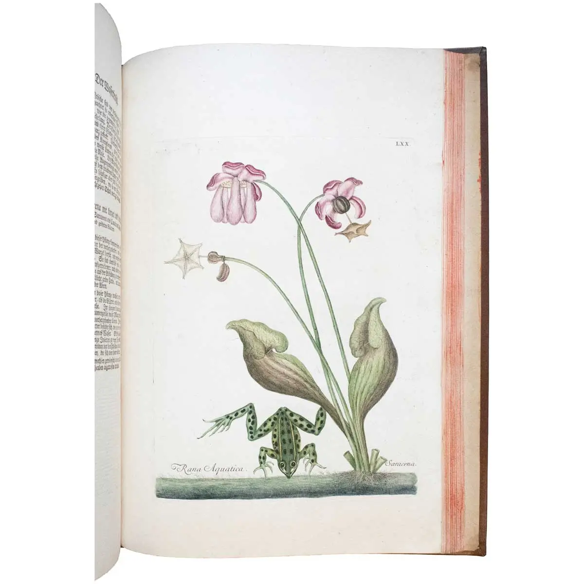Piscium Serpentum Insectorum aliorumque nonnullorum animalium nec non plantarum quarundam imagines quas Marcus Catesby in posteriore parte splendidi illius operis quo Carolinae Floridae et (5)