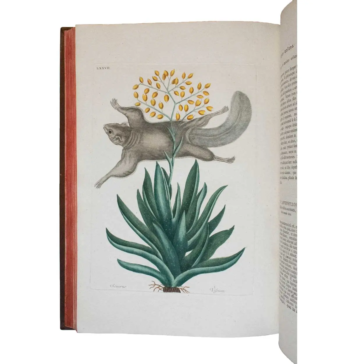 Piscium Serpentum Insectorum aliorumque nonnullorum animalium nec non plantarum quarundam imagines quas Marcus Catesby in posteriore parte splendidi illius operis quo Carolinae Floridae et (4)