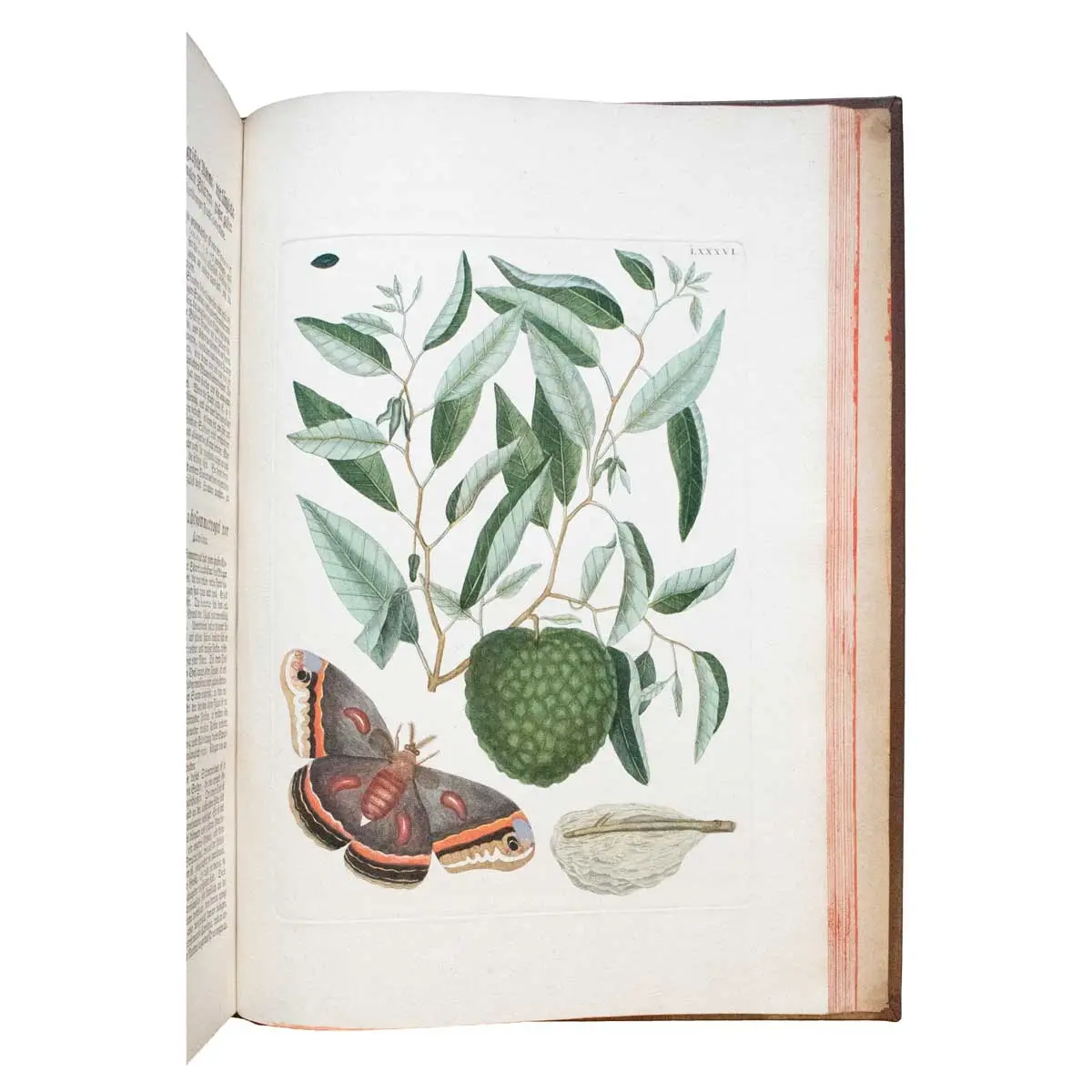 Piscium Serpentum Insectorum aliorumque nonnullorum animalium nec non plantarum quarundam imagines quas Marcus Catesby in posteriore parte splendidi illius operis quo Carolinae Floridae et (3)