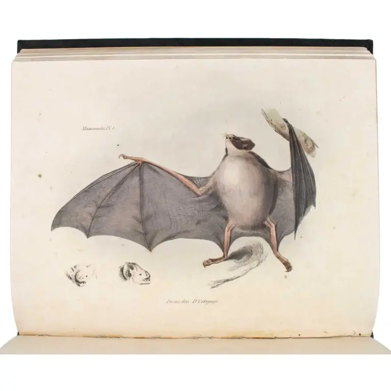 The Zoology of the Voyage of the Beagle, under the Command of Captain Robert FitzRoy, R.N., during the Years 1832 to 1836.
