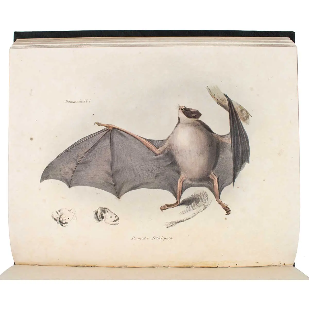 The Zoology of the Voyage of the Beagle, under the Command of Captain Robert FitzRoy, R.N., during the Years 1832 to 1836.