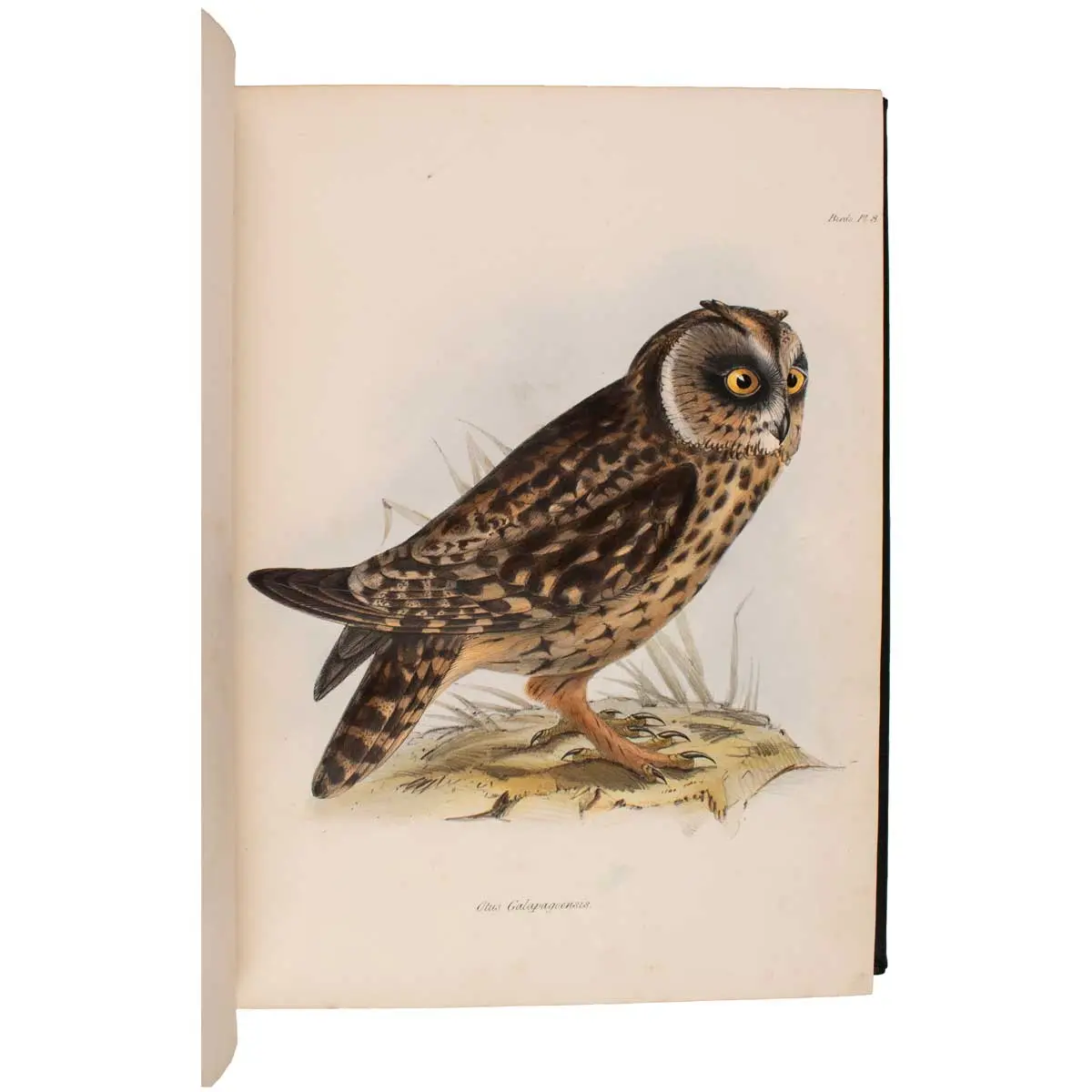 The Zoology of the Voyage of the Beagle, under the Command of Captain Robert FitzRoy, R.N., during the Years 1832 to 1836 (3)