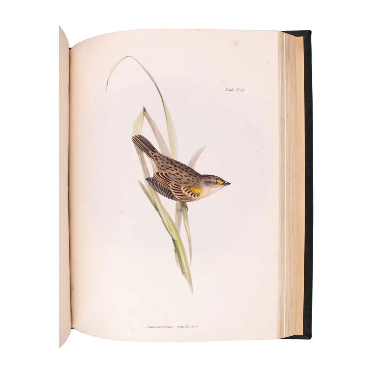 The Zoology of the Voyage of the Beagle, under the Command of Captain Robert FitzRoy, R.N., during the Years 1832 to 1836 (4)