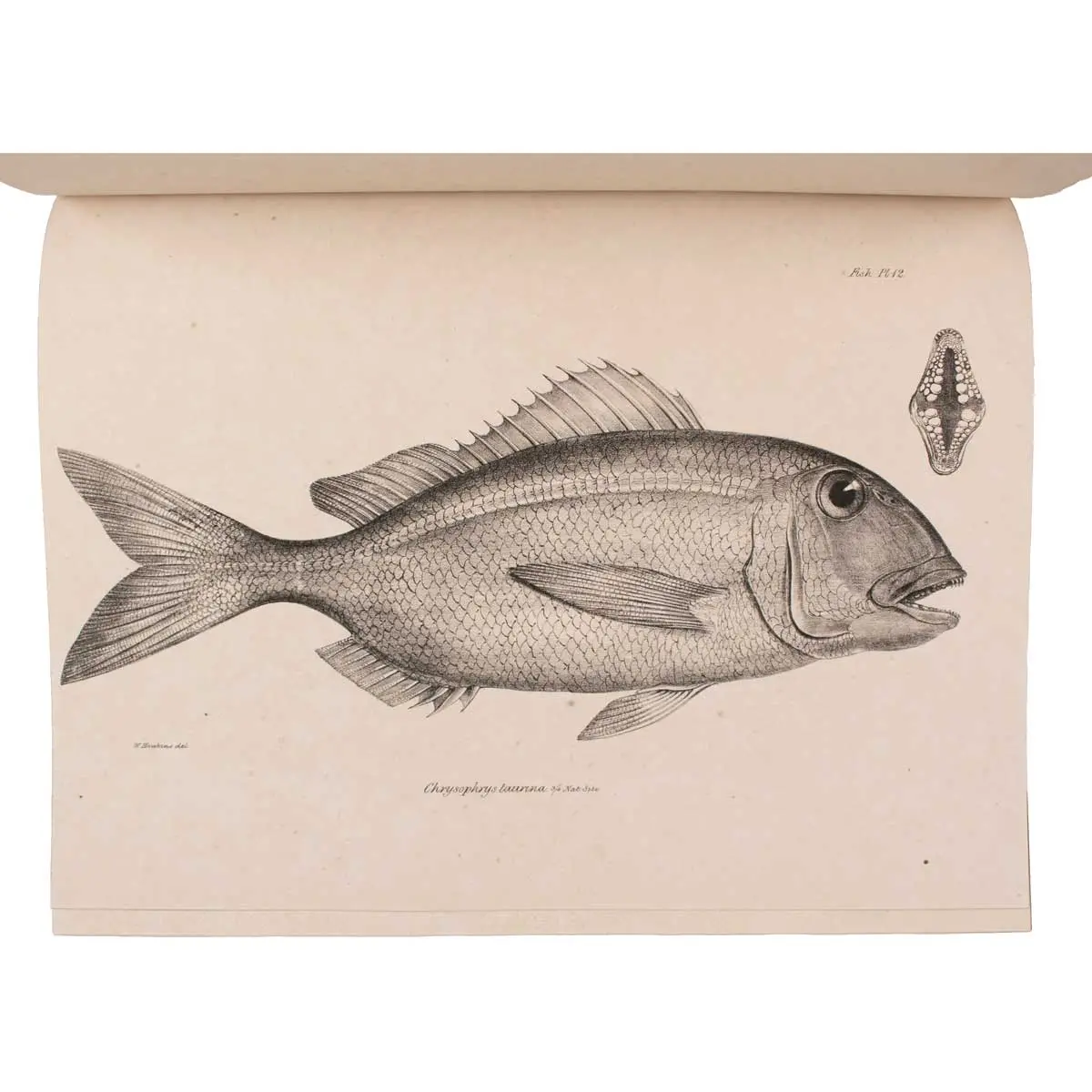 The Zoology of the Voyage of the Beagle, under the Command of Captain Robert FitzRoy, R.N., during the Years 1832 to 1836 (5)