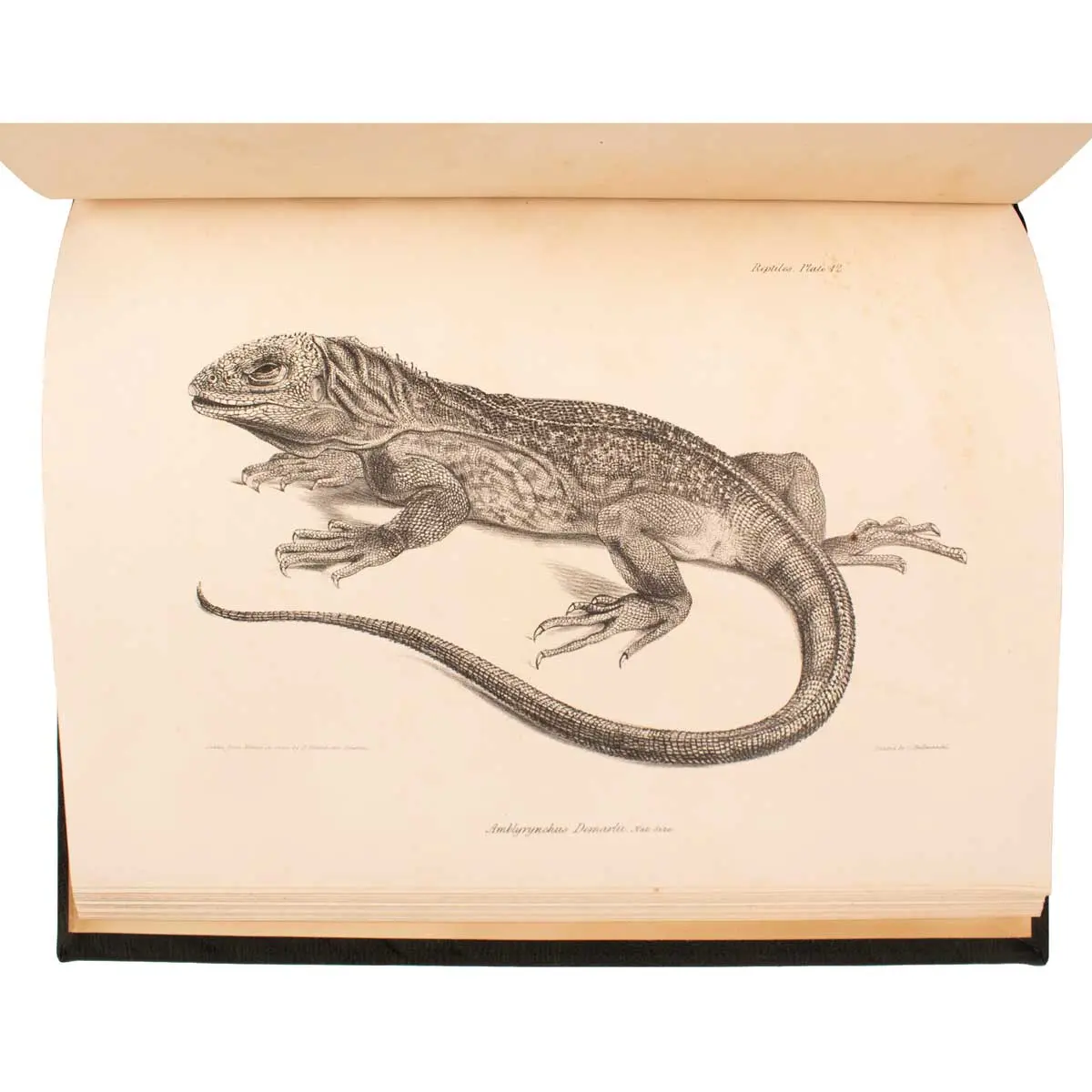The Zoology of the Voyage of the Beagle, under the Command of Captain Robert FitzRoy, R.N., during the Years 1832 to 1836 (6)