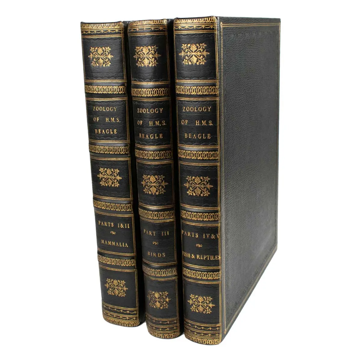 The Zoology of the Voyage of the Beagle, under the Command of Captain Robert FitzRoy, R.N., during the Years 1832 to 1836 (7)