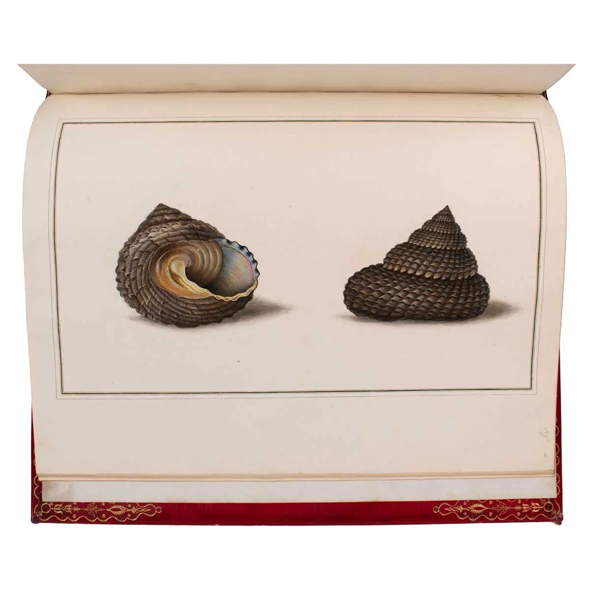 Figures of non-descript Shells collected in the different Voyages to the South Seas since the year 1764 …[vols.I &II] The Universal Conchologist, exhibiting the Figure of every known Shell (6)
