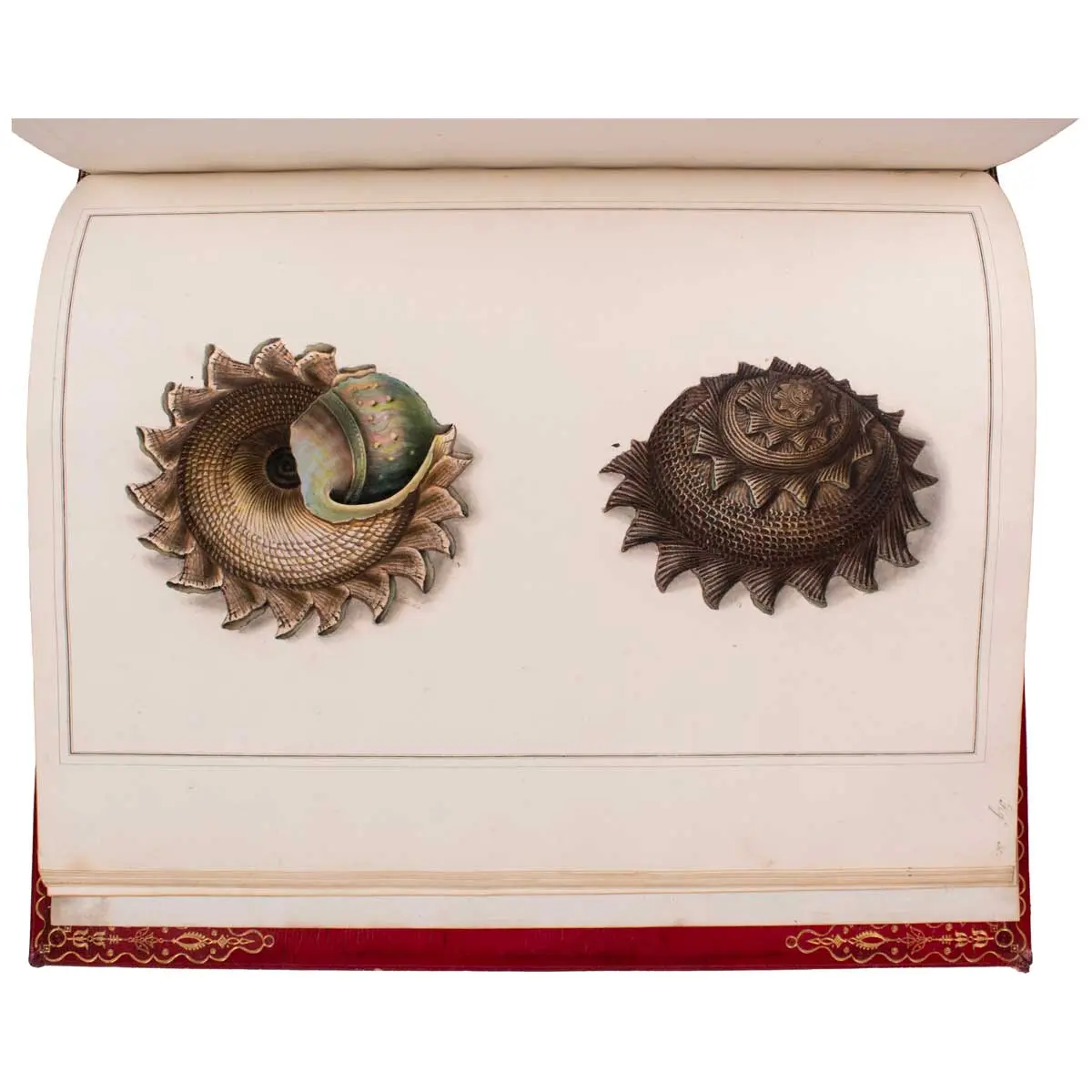 Figures of non-descript Shells collected in the different Voyages to the South Seas since the year 1764 …[vols.I &II] The Universal Conchologist, exhibiting the Figure of every known Shell (5)