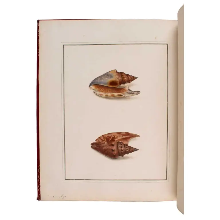Figures of non-descript Shells collected in the different Voyages to the South Seas since the year 1764 …[vols.I &II] The Universal Conchologist, exhibiting the Figure of every known Shell
