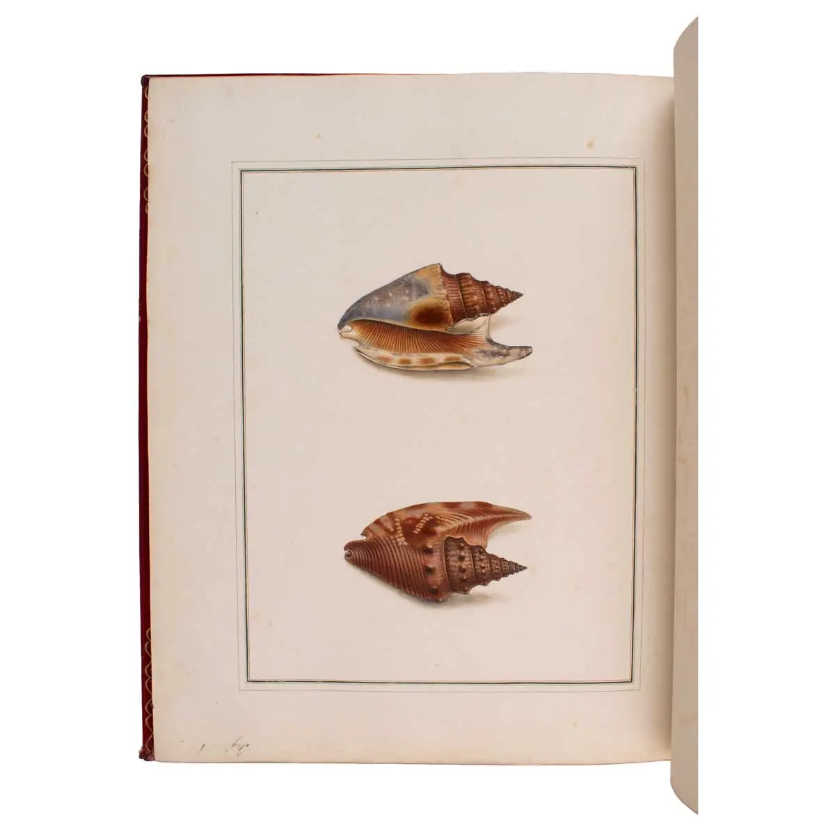 Figures of non-descript Shells collected in the different Voyages to the South Seas since the year 1764 ...[vols.I &II] The Universal Conchologist, exhibiting the Figure of every known Shell