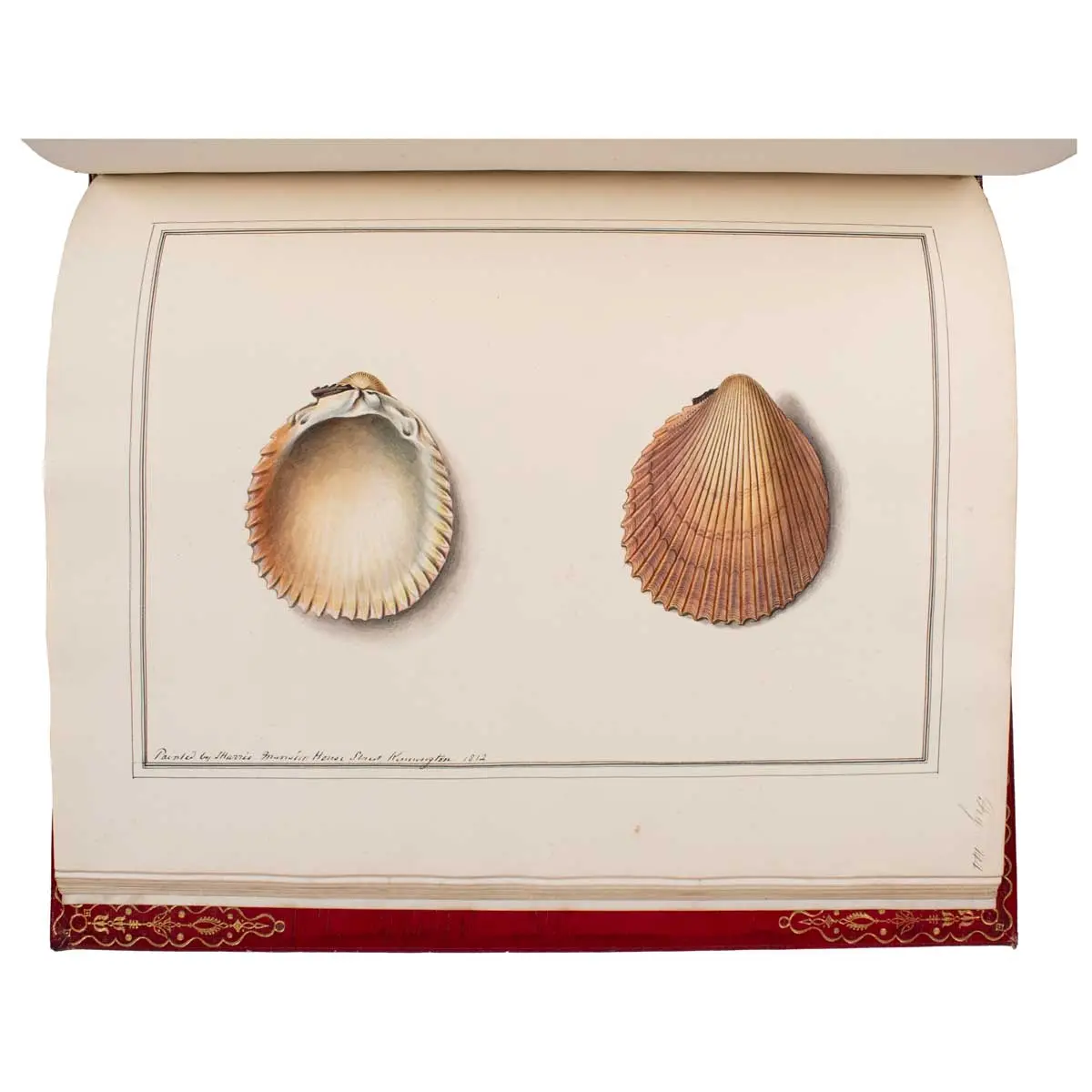 Figures of non-descript Shells collected in the different Voyages to the South Seas since the year 1764 …[vols.I &II] The Universal Conchologist, exhibiting the Figure of every known Shell (4)