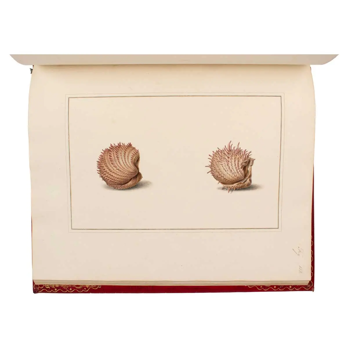 Figures of non-descript Shells collected in the different Voyages to the South Seas since the year 1764 …[vols.I &II] The Universal Conchologist, exhibiting the Figure of every known Shell (3)