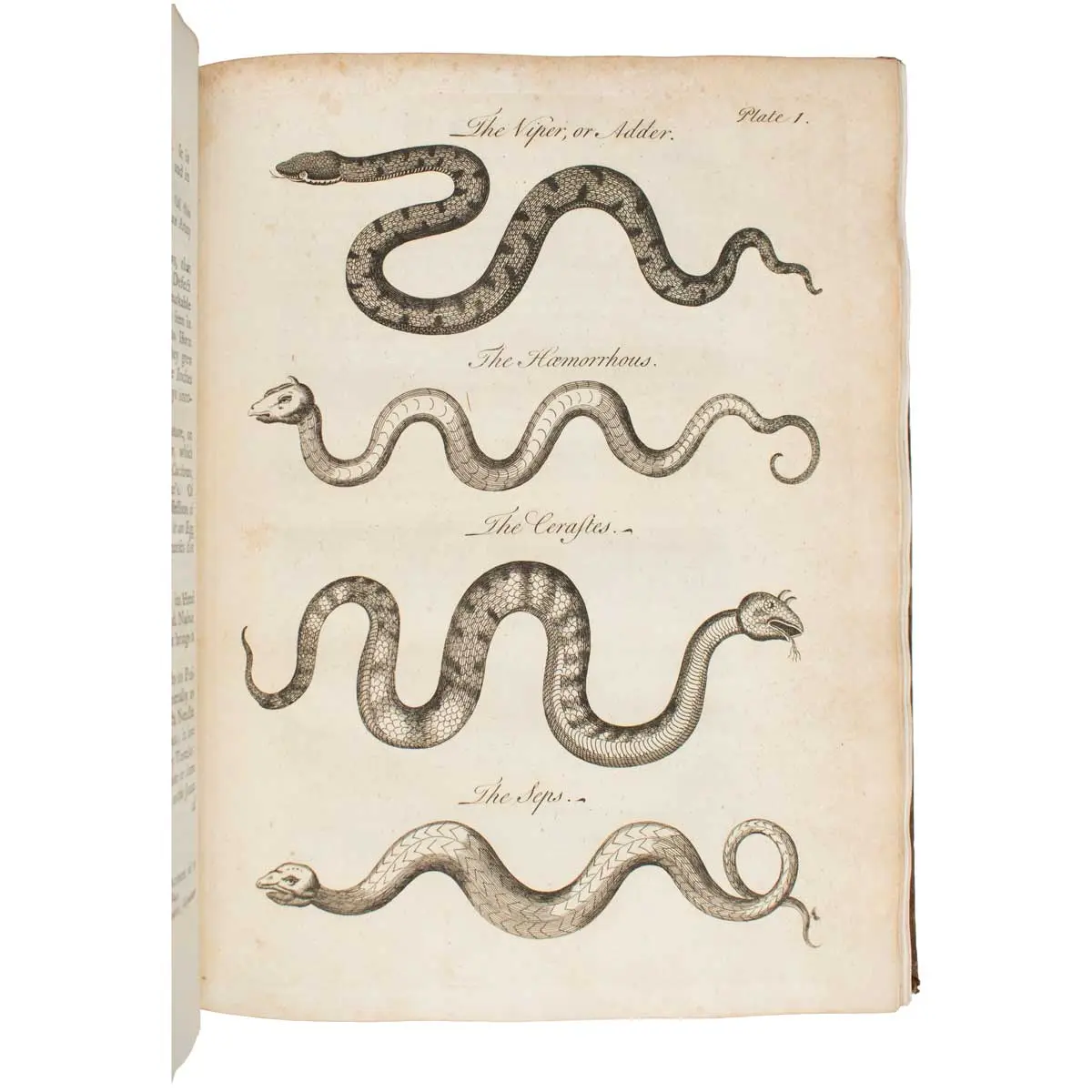 An essay towards a Natural History of Serpents: In Two Parts (4)