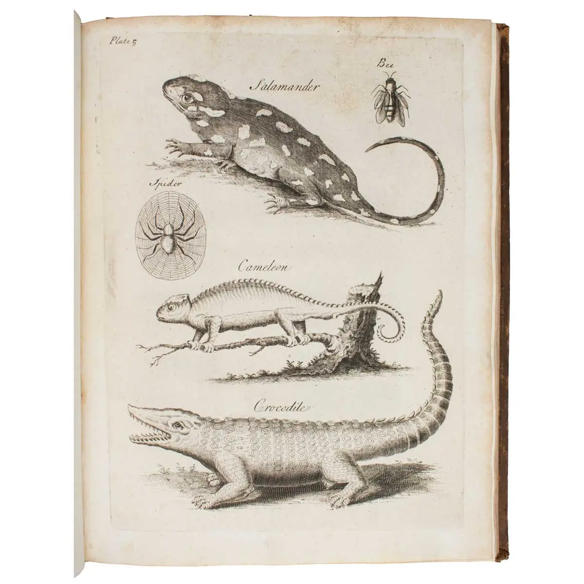 An essay towards a Natural History of Serpents: In Two Parts (2)
