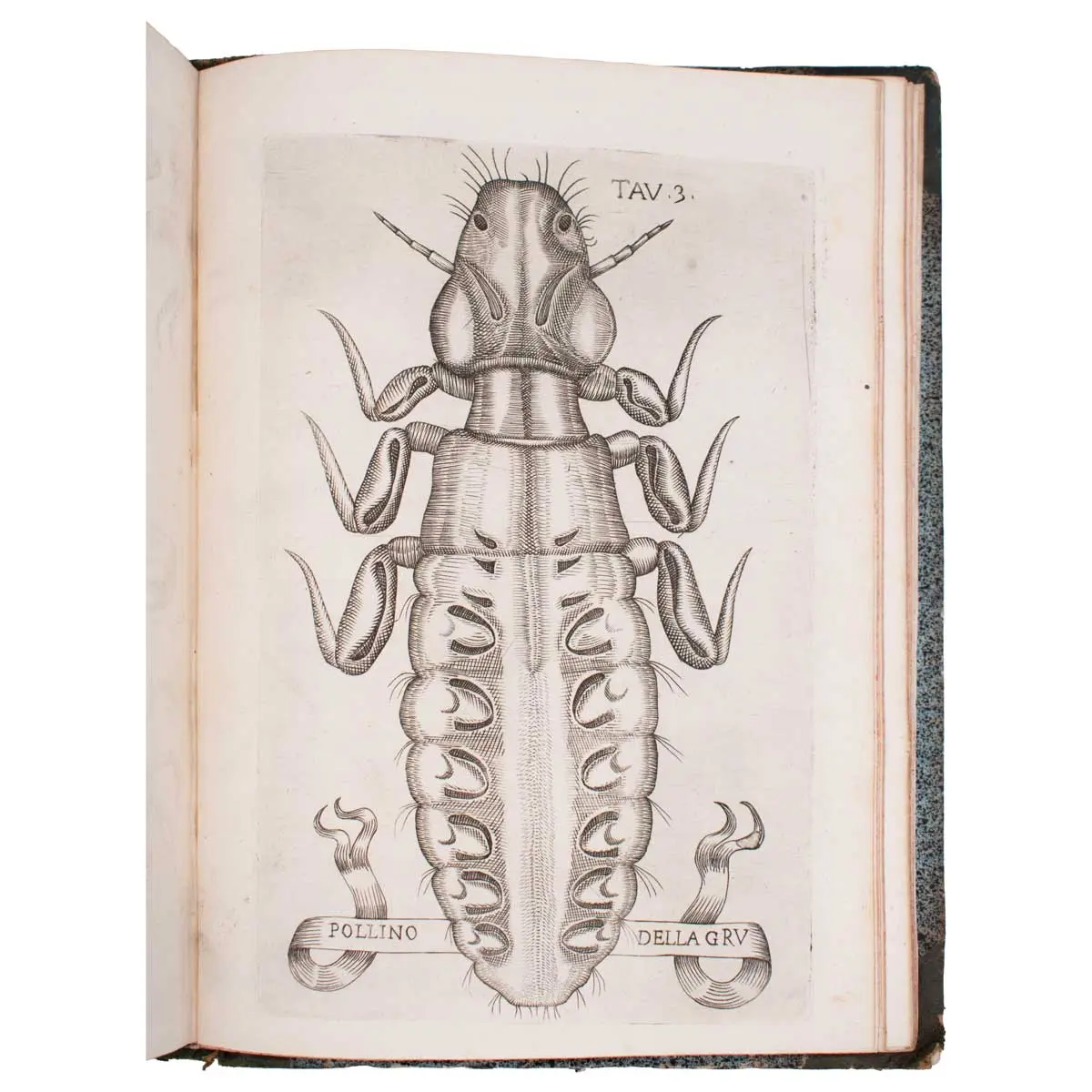 Esperienze intorno alla generazione degl’insetti … in una lettera all’illustrissimo signor Carlo Dat (5)