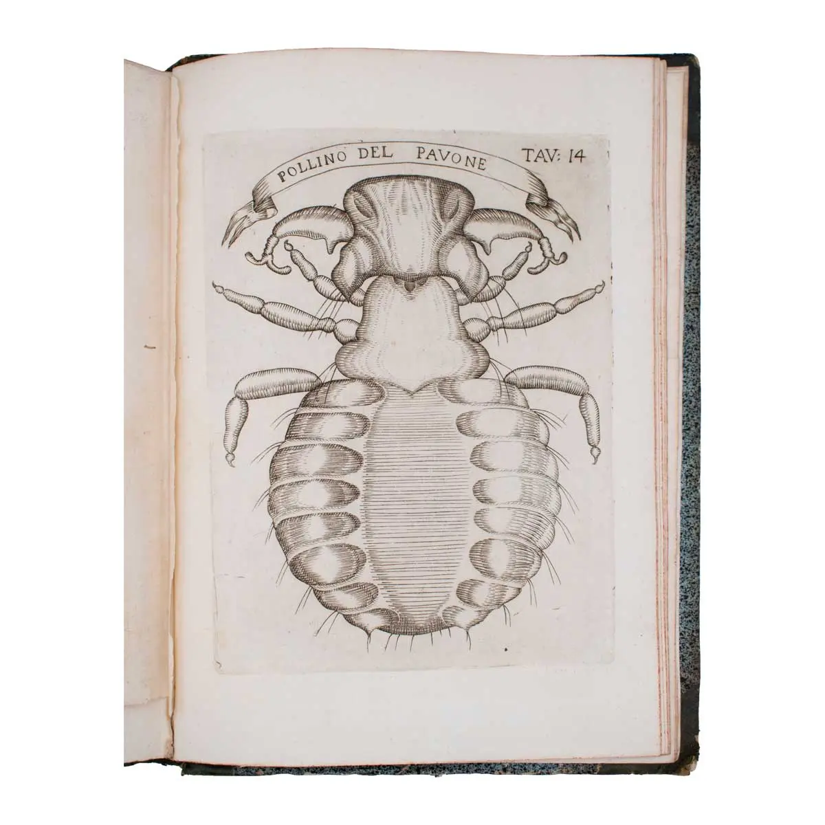 Esperienze intorno alla generazione degl’insetti … in una lettera all’illustrissimo signor Carlo Dat (4)