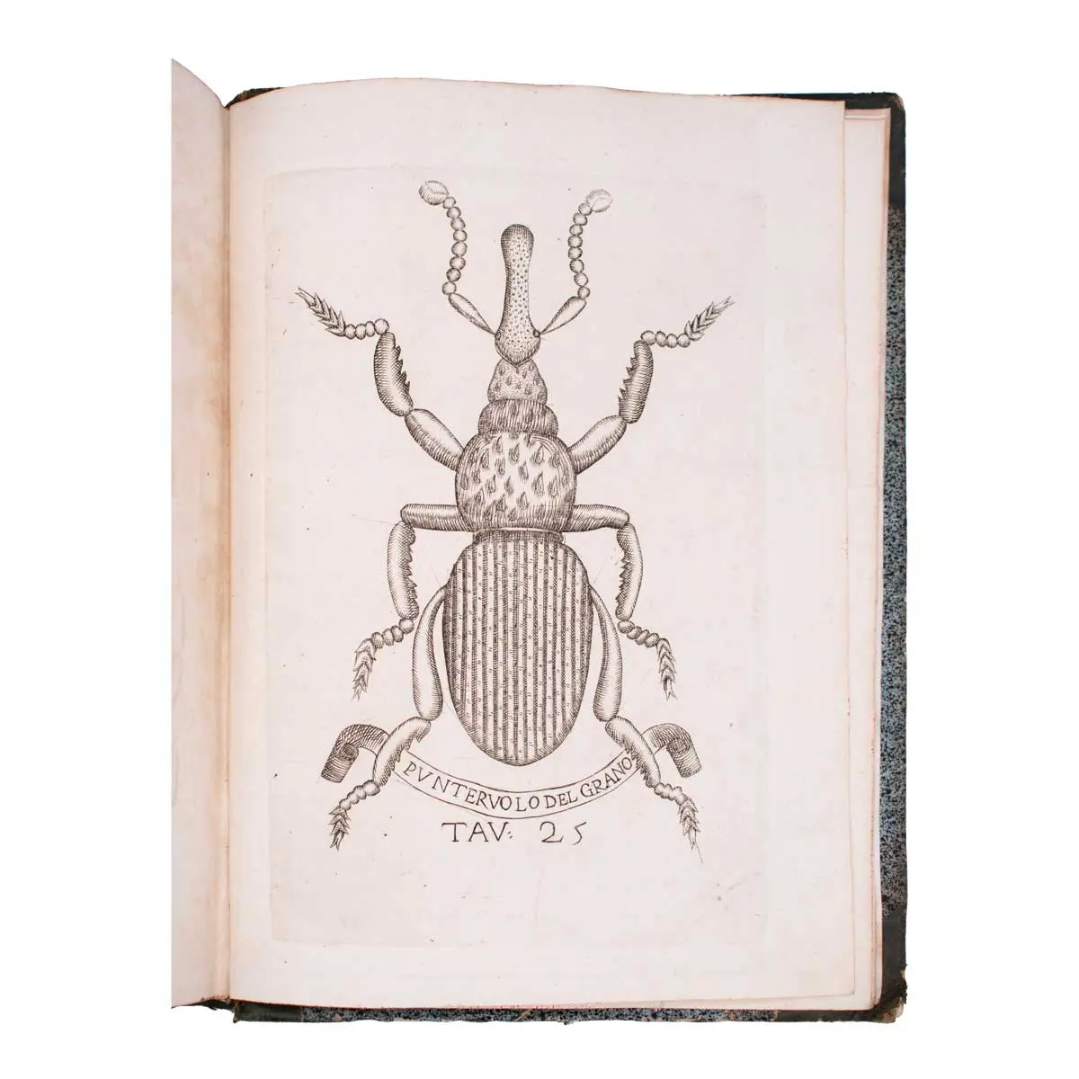 Esperienze intorno alla generazione degl’insetti … in una lettera all’illustrissimo signor Carlo Dat (3)