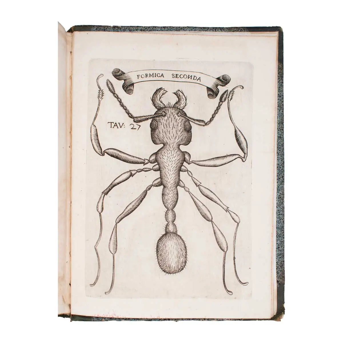 Esperienze intorno alla generazione degl'insetti … in una lettera all'illustrissimo signor Carlo Dat