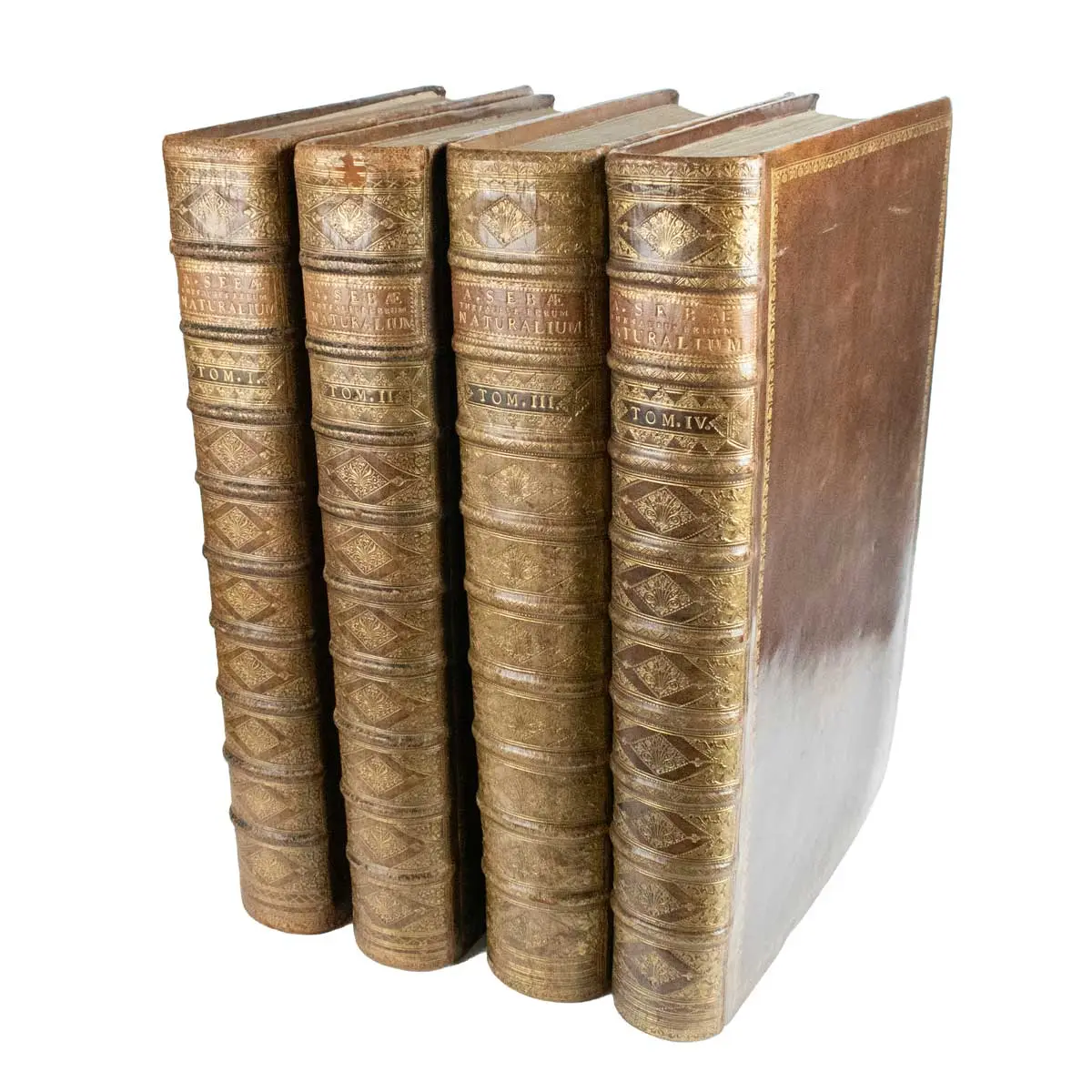 Locupletissimi rerum naturalium thesauri accurata descriptio, et iconibus artificiosissimisexpressio, per universam physices historiam (10)