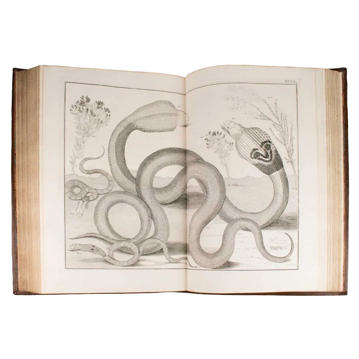 Locupletissimi rerum naturalium thesauri accurata descriptio, et iconibus artificiosissimisexpressio, per universam physices historiam (2)