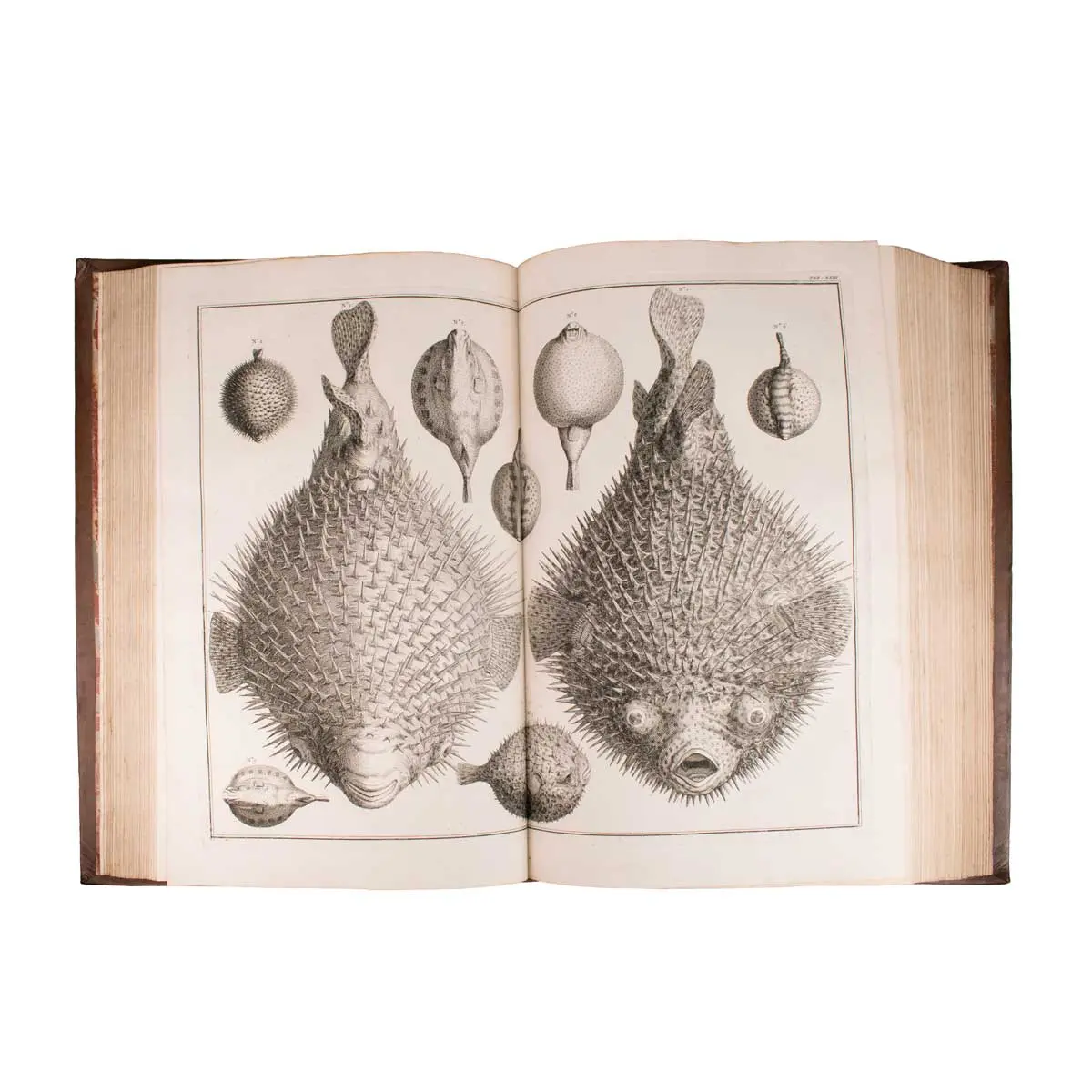 Locupletissimi rerum naturalium thesauri accurata descriptio, et iconibus artificiosissimisexpressio, per universam physices historiam (9)