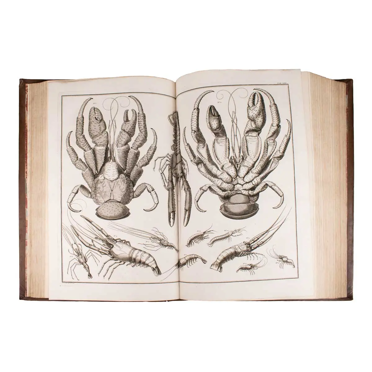 Locupletissimi rerum naturalium thesauri accurata descriptio, et iconibus artificiosissimisexpressio, per universam physices historiam (8)