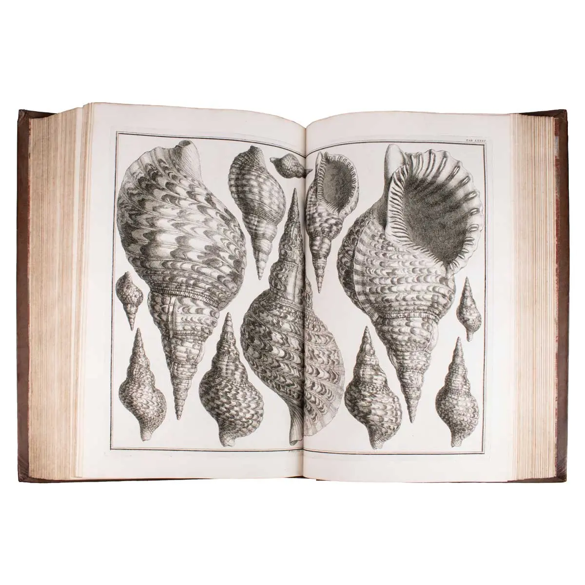 Locupletissimi rerum naturalium thesauri accurata descriptio, et iconibus artificiosissimisexpressio, per universam physices historiam (7)