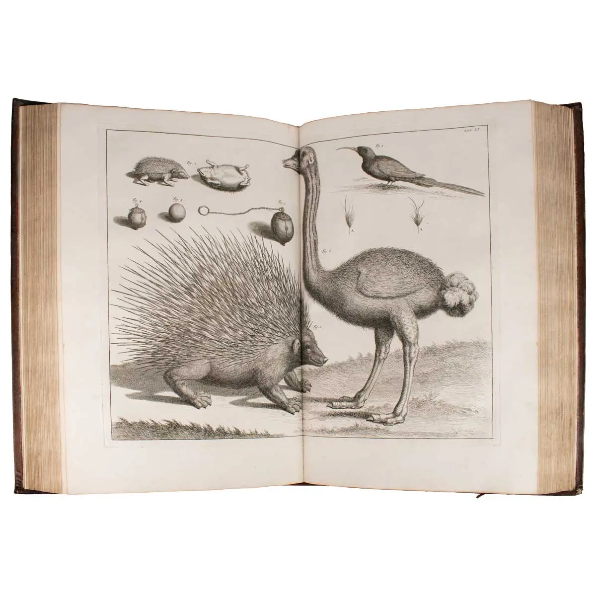 Locupletissimi rerum naturalium thesauri accurata descriptio, et iconibus artificiosissimisexpressio, per universam physices historiam (5)