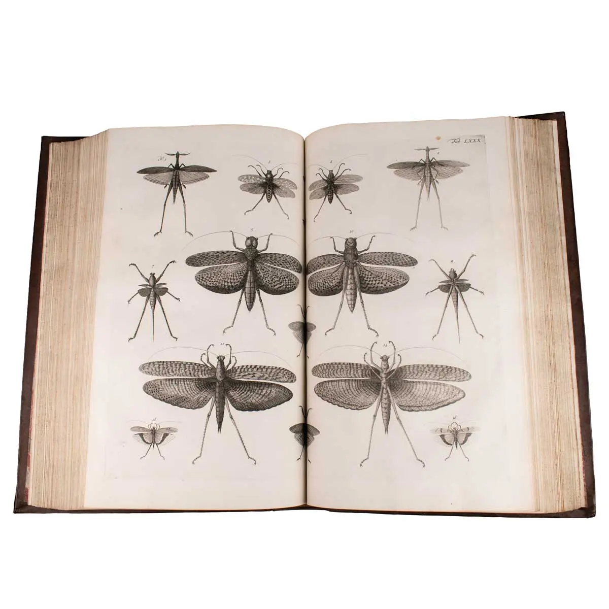 Locupletissimi rerum naturalium thesauri accurata descriptio, et iconibus artificiosissimisexpressio, per universam physices historiam (4)