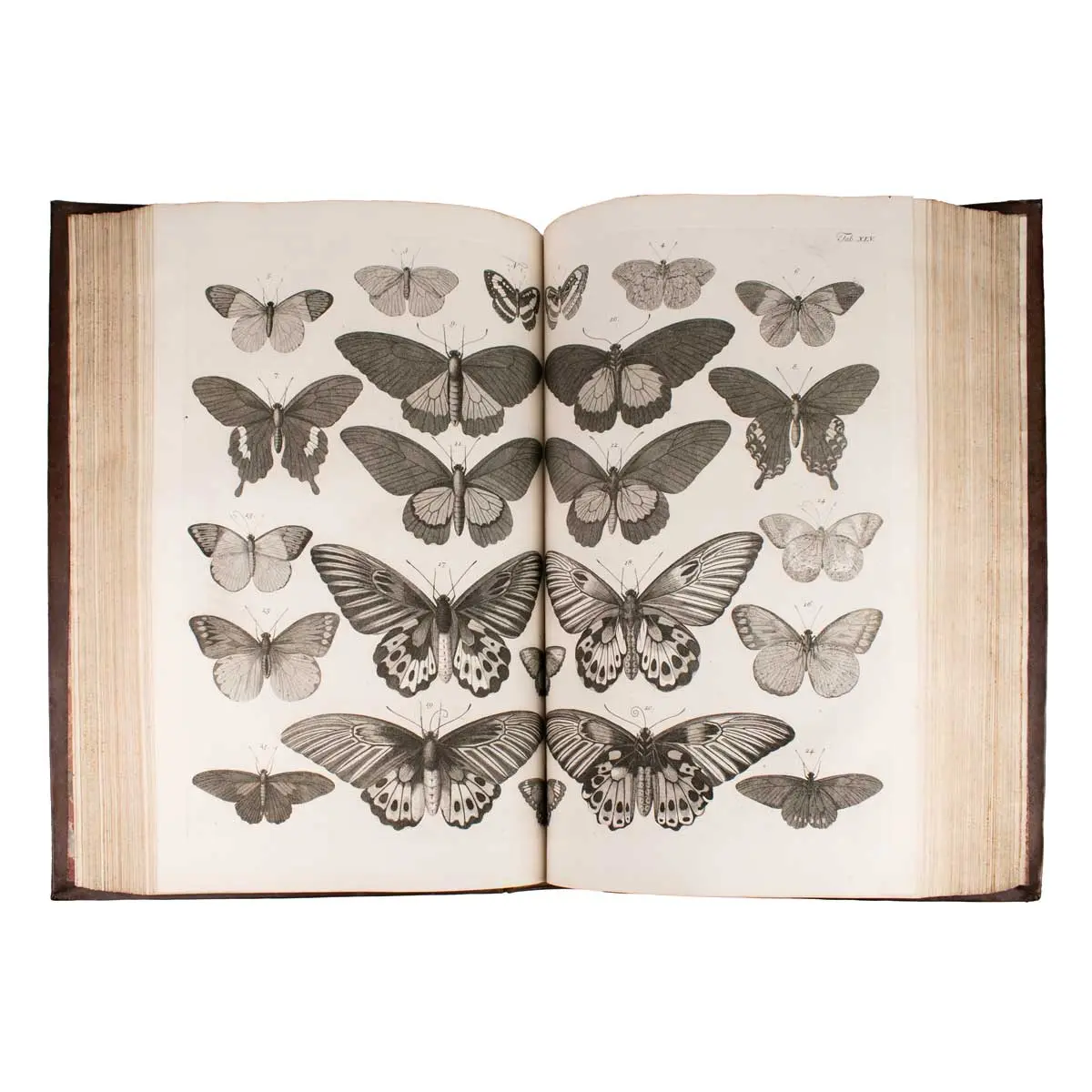 Locupletissimi rerum naturalium thesauri accurata descriptio, et iconibus artificiosissimisexpressio, per universam physices historiam (3)