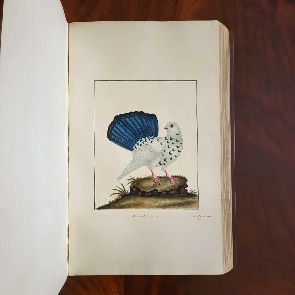 Ornithological Watercolours.  (3)