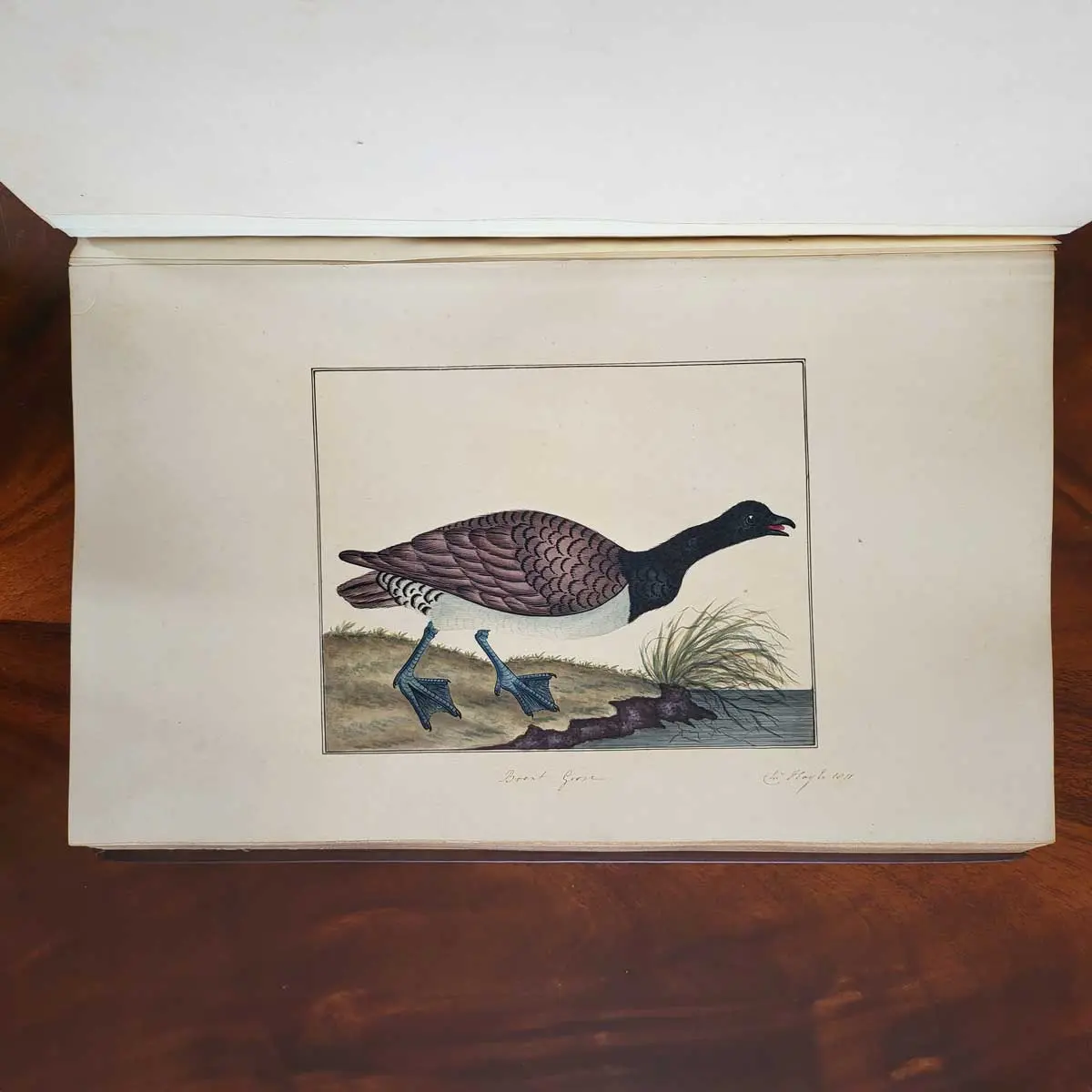 Ornithological Watercolours.  (4)
